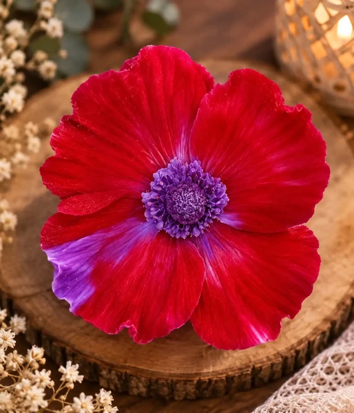 Coquelicot fushia et violet